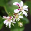 Pelargonium Gay Baby