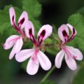 Pelargonium Giant Oak