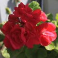 Pelargonium Goblin