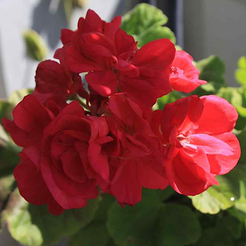 Pelargonium Goblin