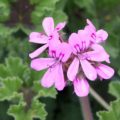 Pelargonium Godfrey's Pride