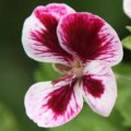 Pelargonium Grekern