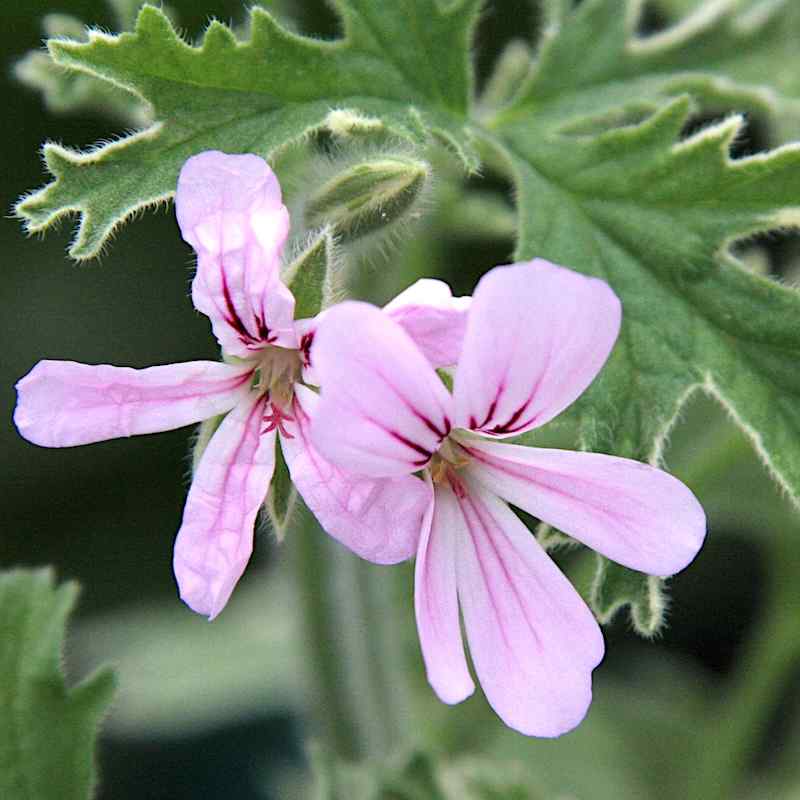 Pelargonium Grey Lady Plymouth