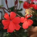 Pelargonium Grumpy