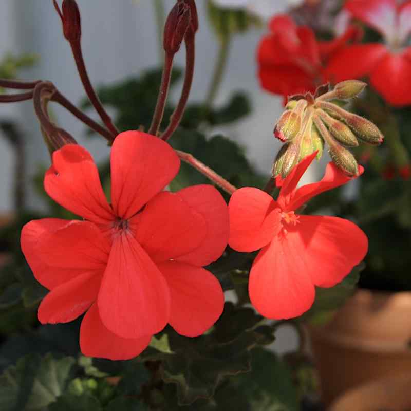 Pelargonium Grumpy