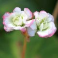 Pelargonium Happy Appleblossom Rosebud