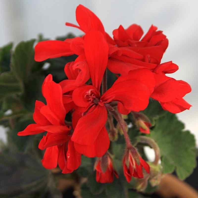 Pelargonium Happy