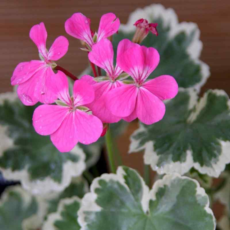 Pelargonium Hills of Snow