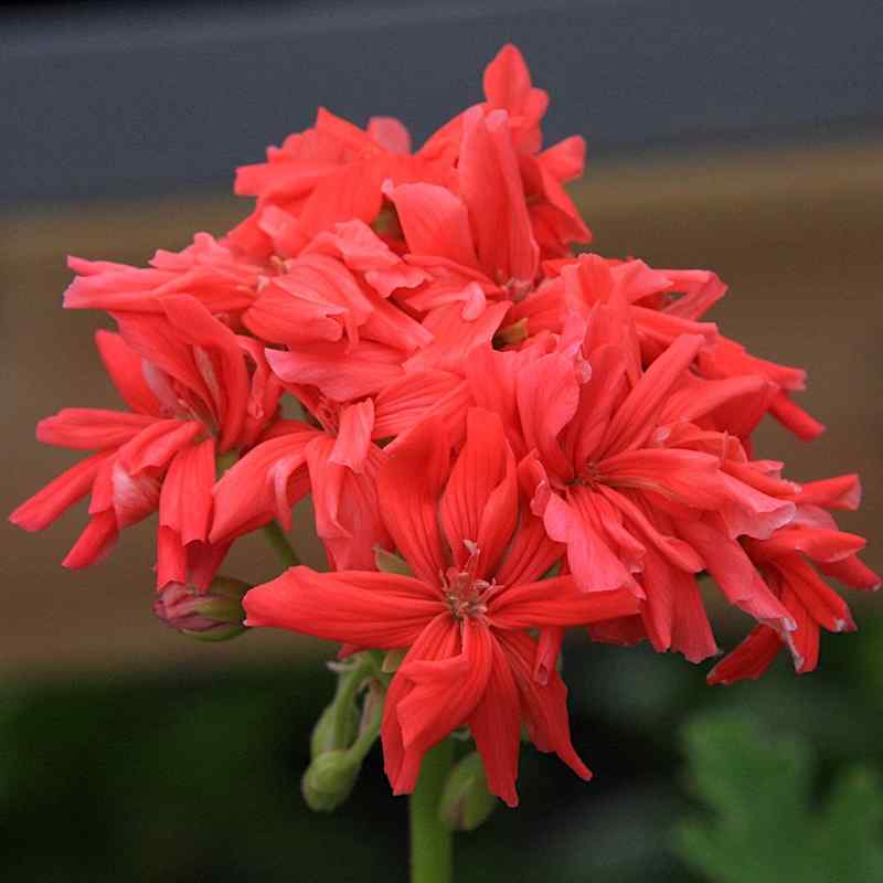 Pelargonium Hulda Conn