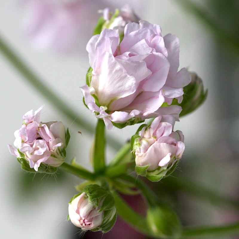 Pelargonium Jacky Gauld