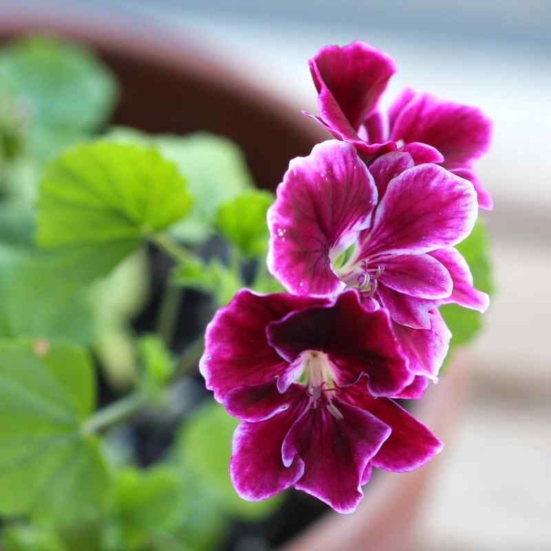 Pelargonium Jer-Rey