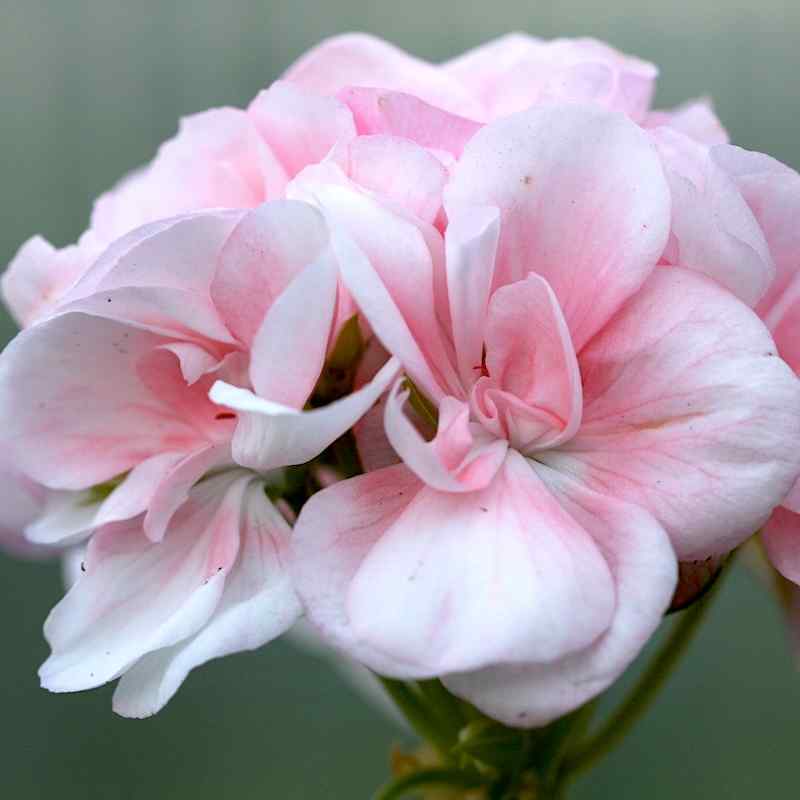 Pelargonium Jewel