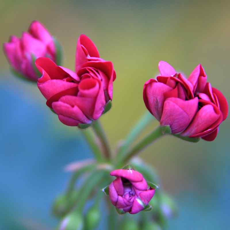 Pelargonium Körsbær