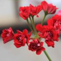 Pelargonium Körsbær