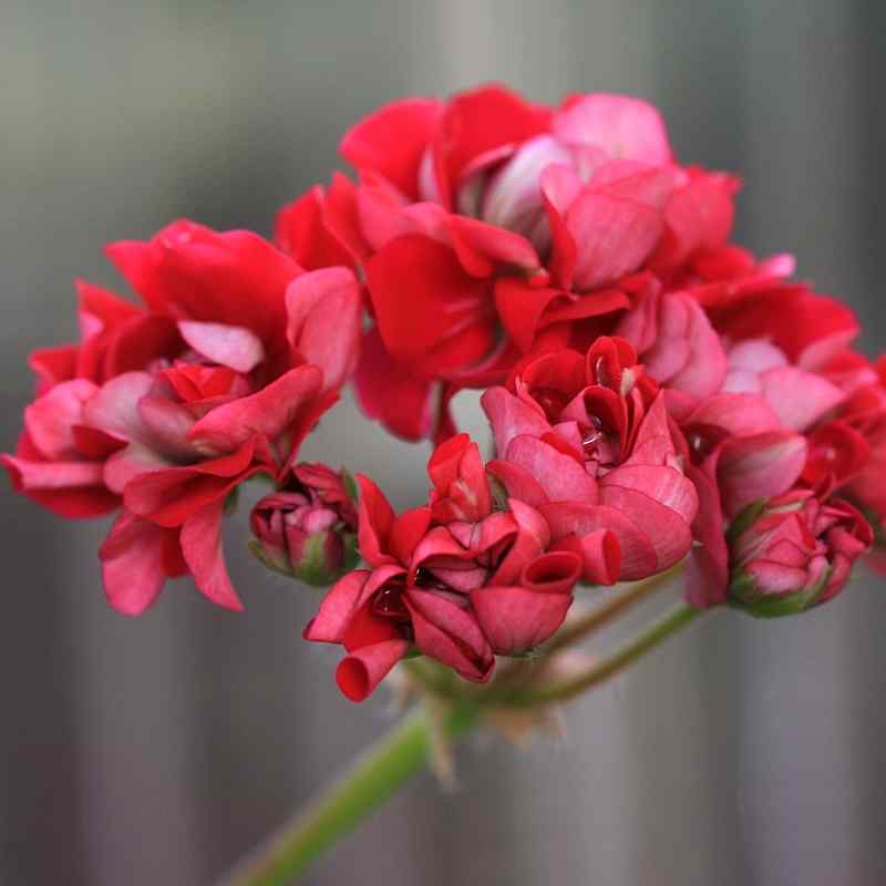 Pelargonium Langelandsrosen