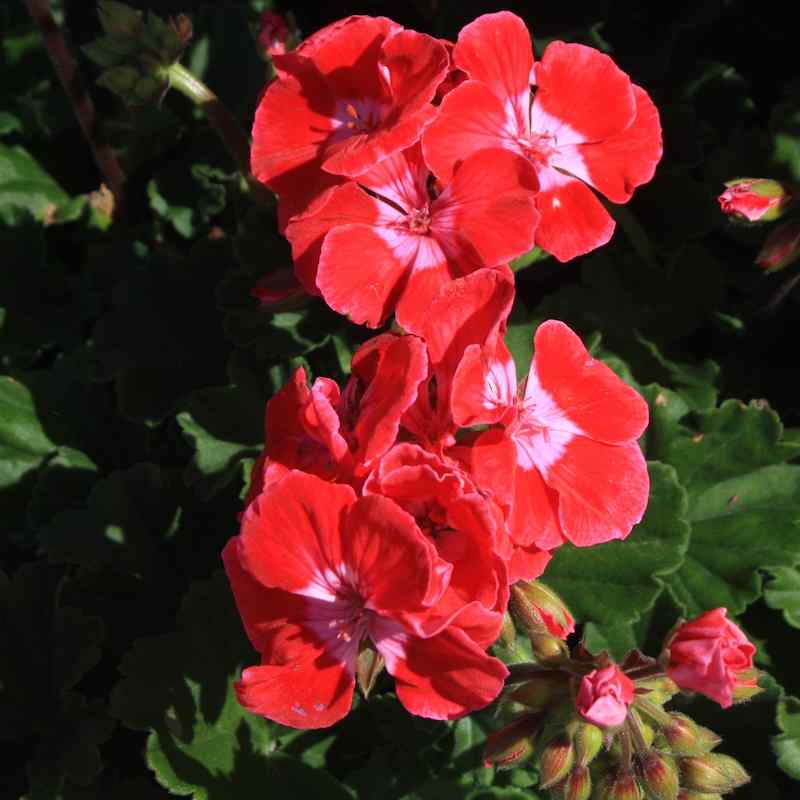 Pelargonium Layana