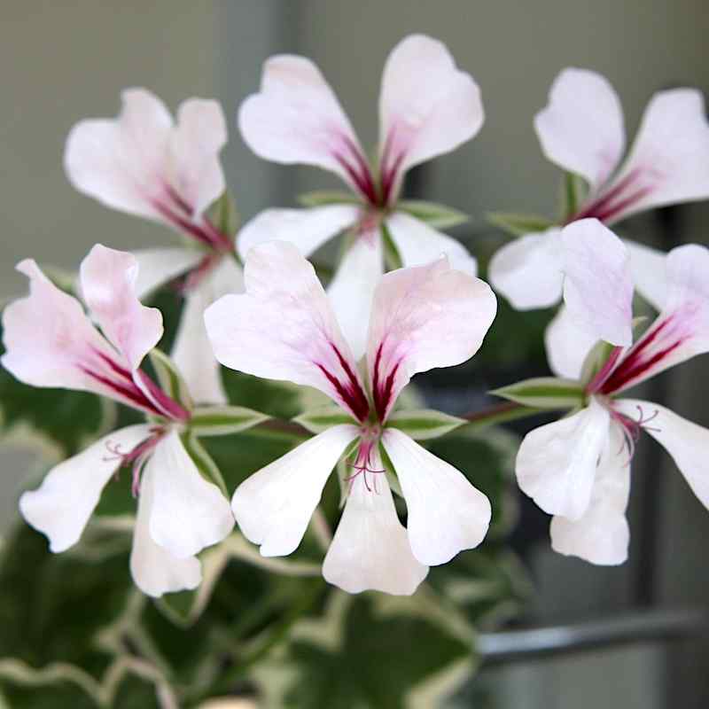 Pelargonium L'elegant