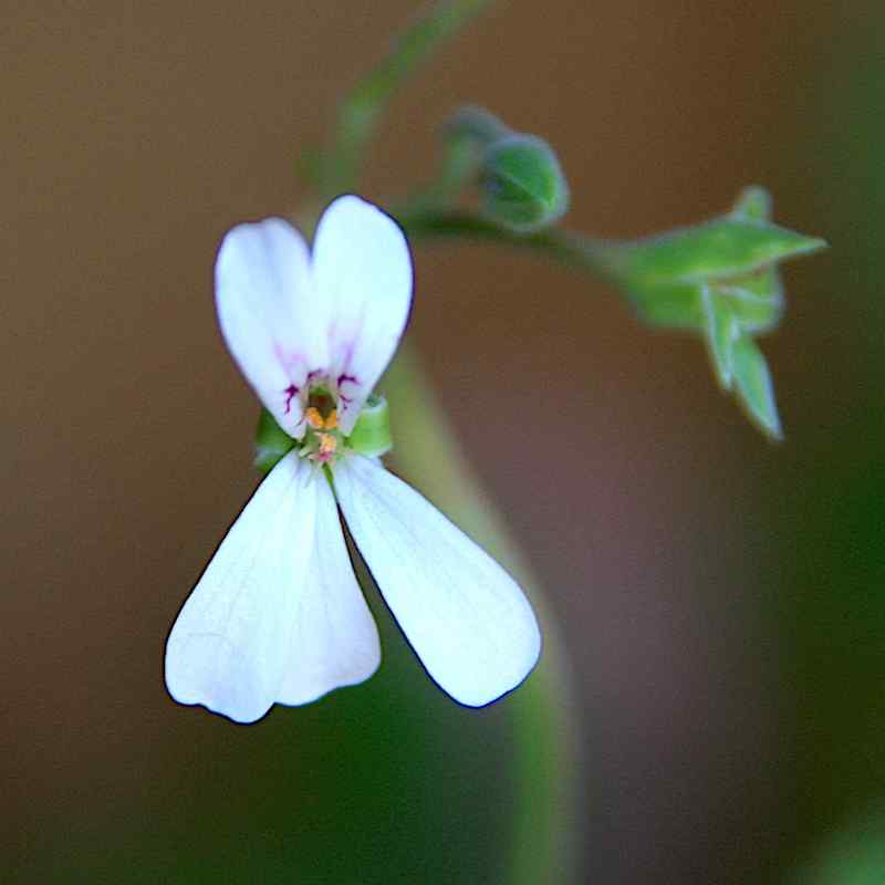 Pelargonium Lillian Pottinger