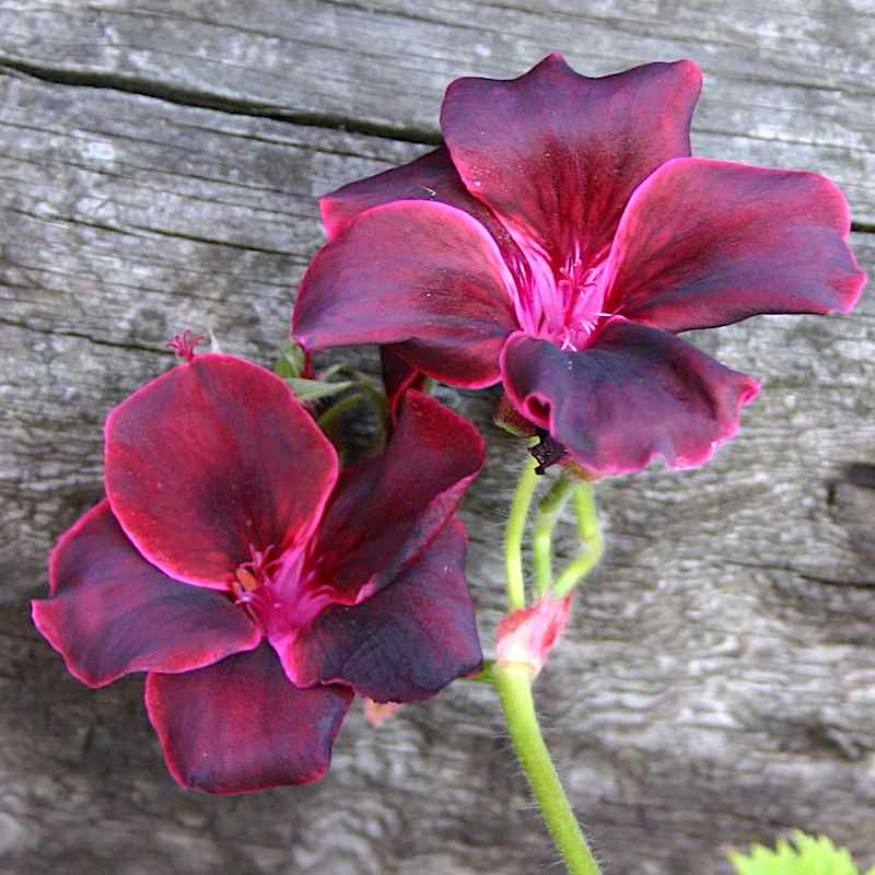 Pelargonium Lord Bute