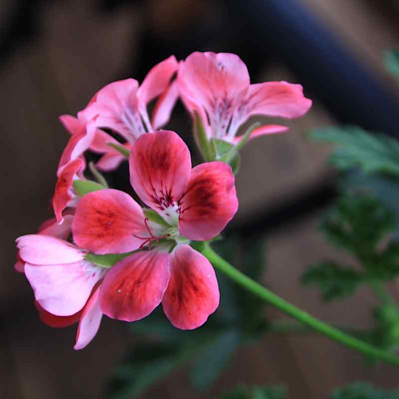 Pelargonium Madam Nonin