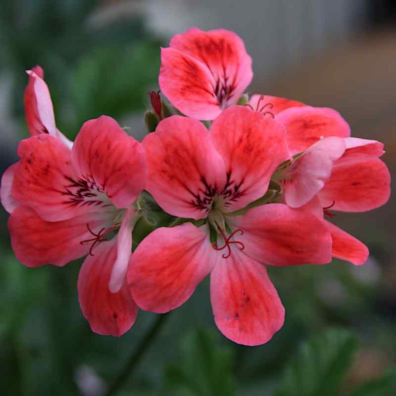 Pelargonium Madam Nonin