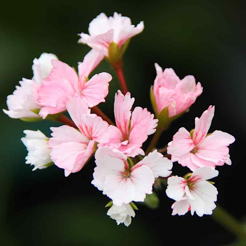 Pelargonium Madame Thibaut