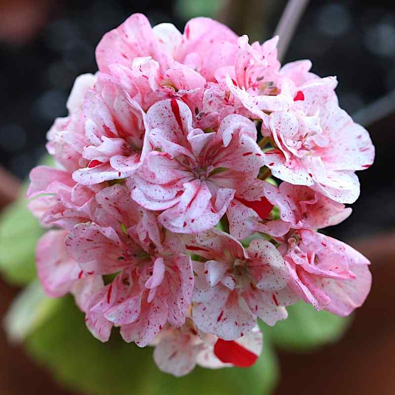 Pelargonium Magda