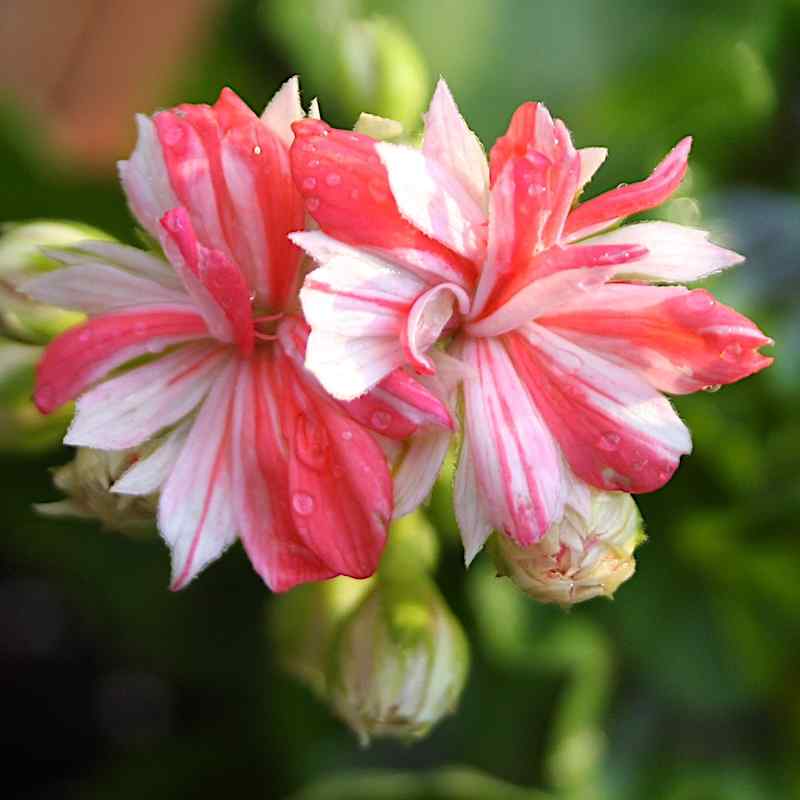 Pelargonium Mallorca