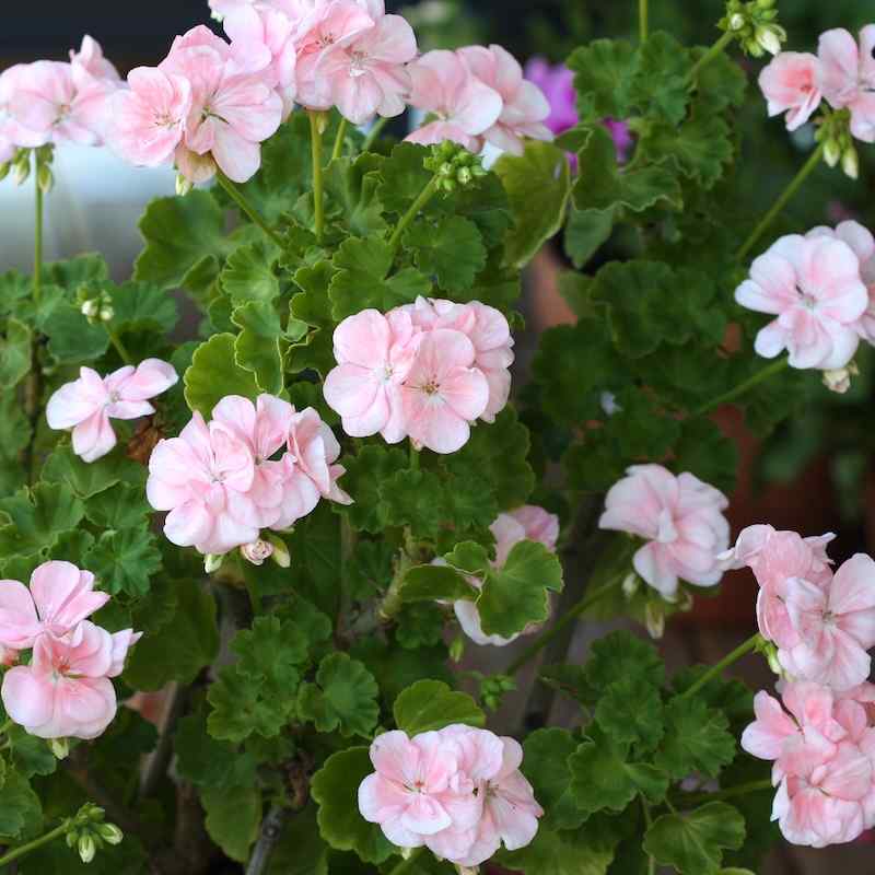 Pelargonium Mårbacka