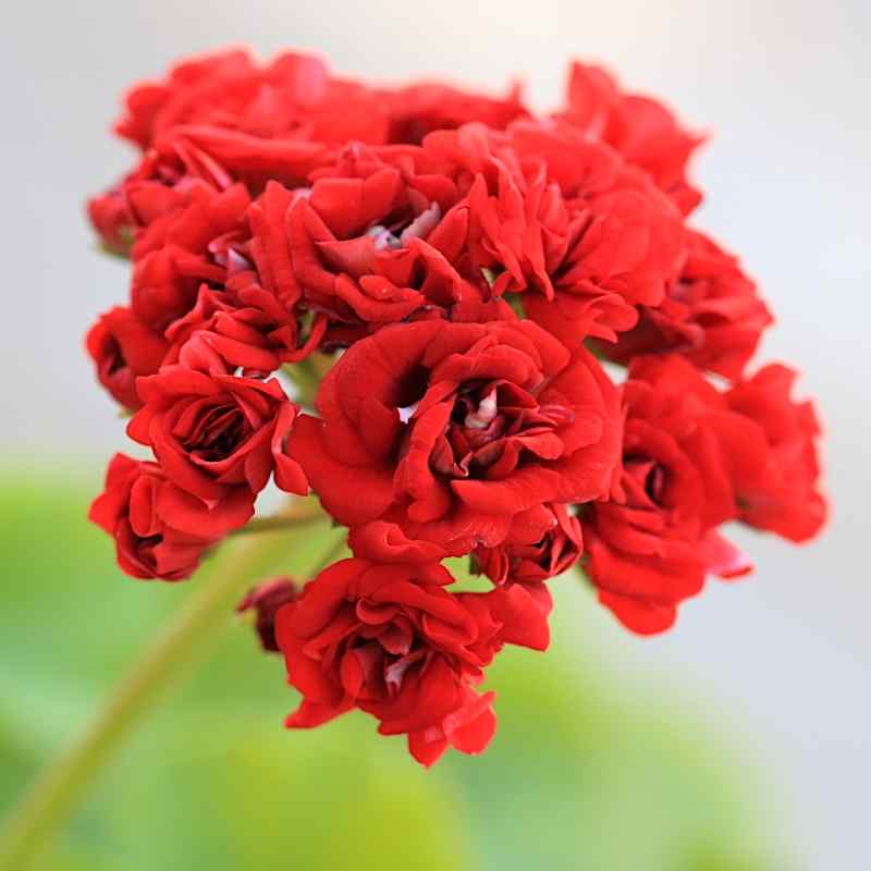 Pelargonium Maud