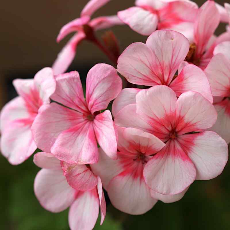 Pelargonium Maverick Star