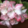 Pelargonium Meadowside Fancy