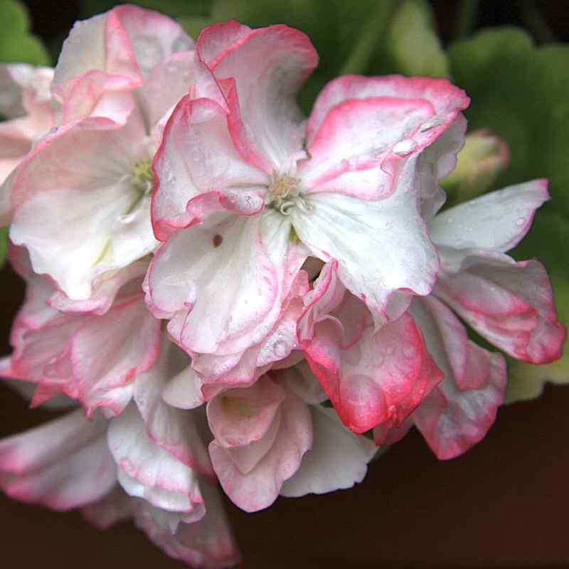 Pelargonium Meadowside Fancy