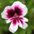 Pelargonium Michael