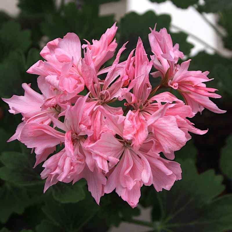 Pelargonium Minnie