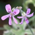 Pelargonium Mint Scented Rose