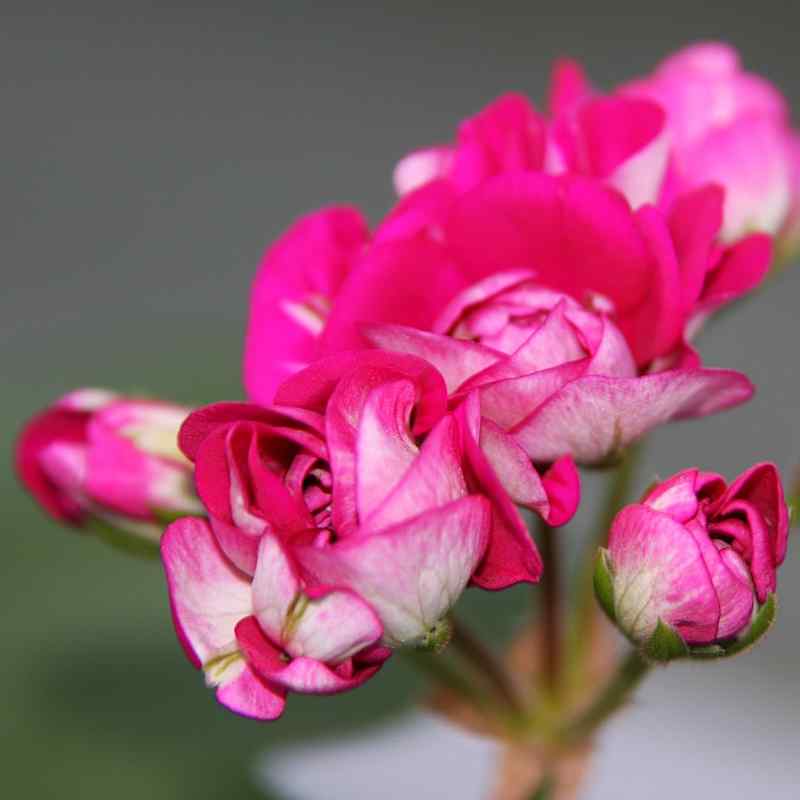 Pelargonium Monsrudblommen