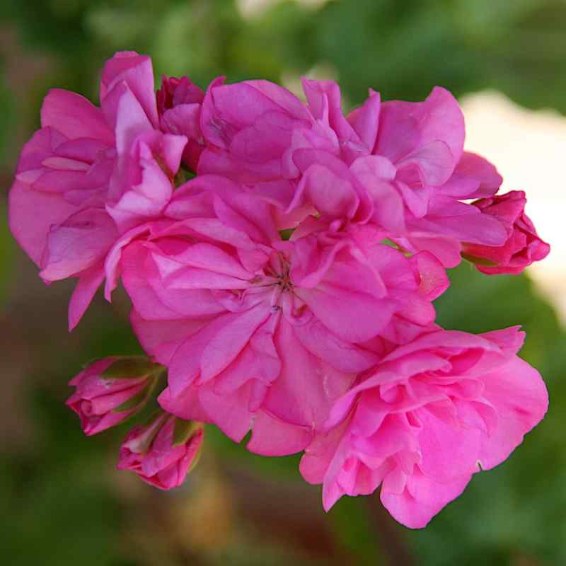 Pelargonium Mountwood