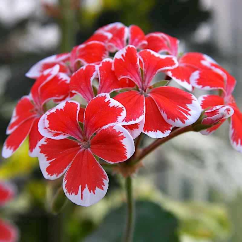 Pelargonium Mr Wren