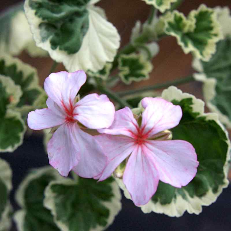 Pelargonium Mrs JC Mappin