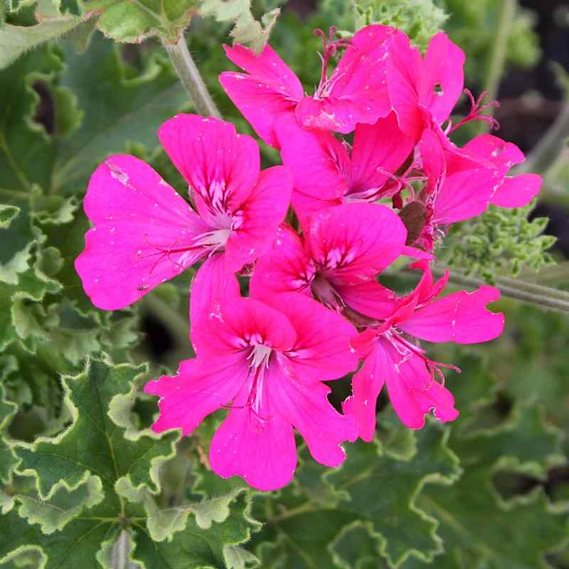 Pelargonium Mrs Kingsley