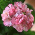 Pelargonium Mrs Tarant