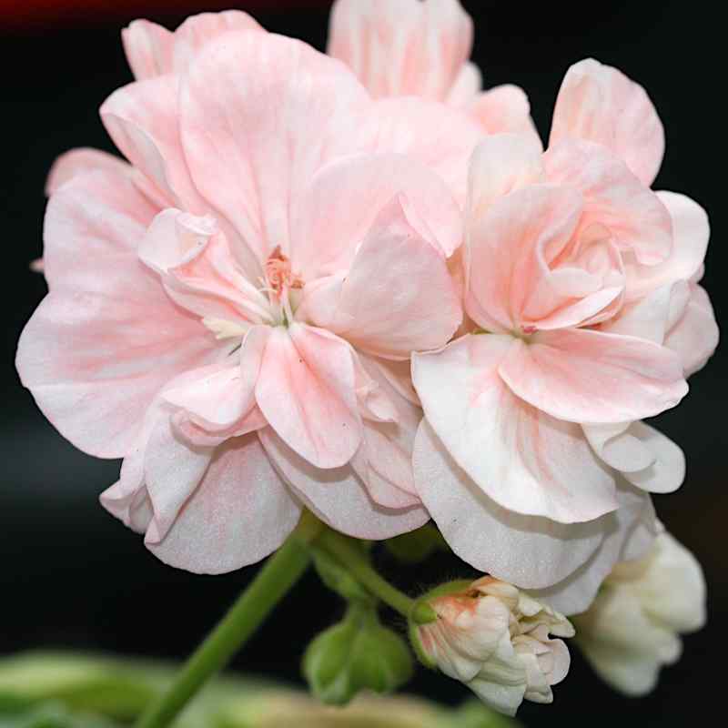 Pelargonium Nettlestead