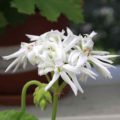 Pelargonium Noel