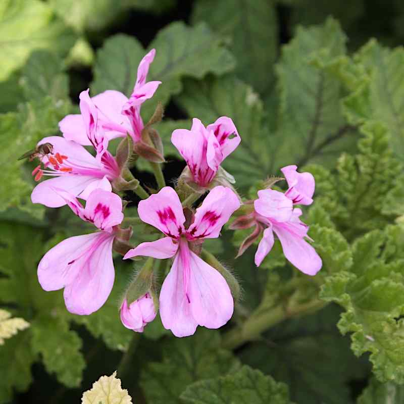 Pelargonium Oak variegata