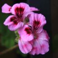 Pelargonium Orsett