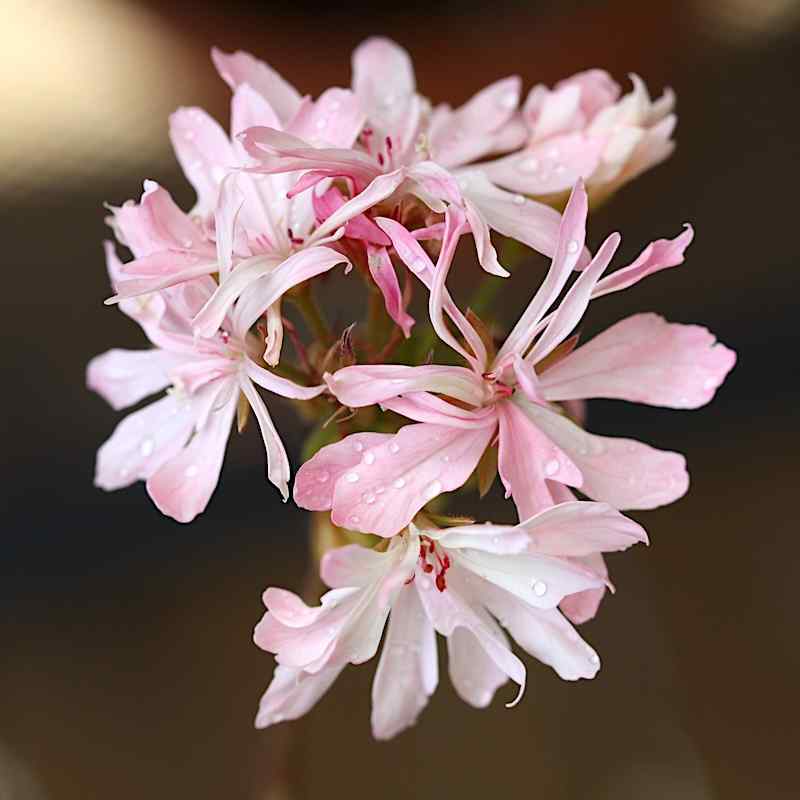 Pelargonium Pagoda