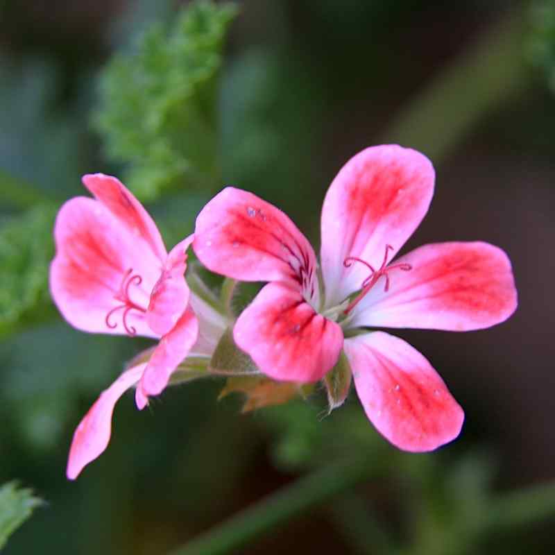 Pelargonium Paton's Unique