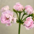 Pelargonium Patricia