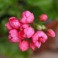 Pelargonium Patricia Andrea